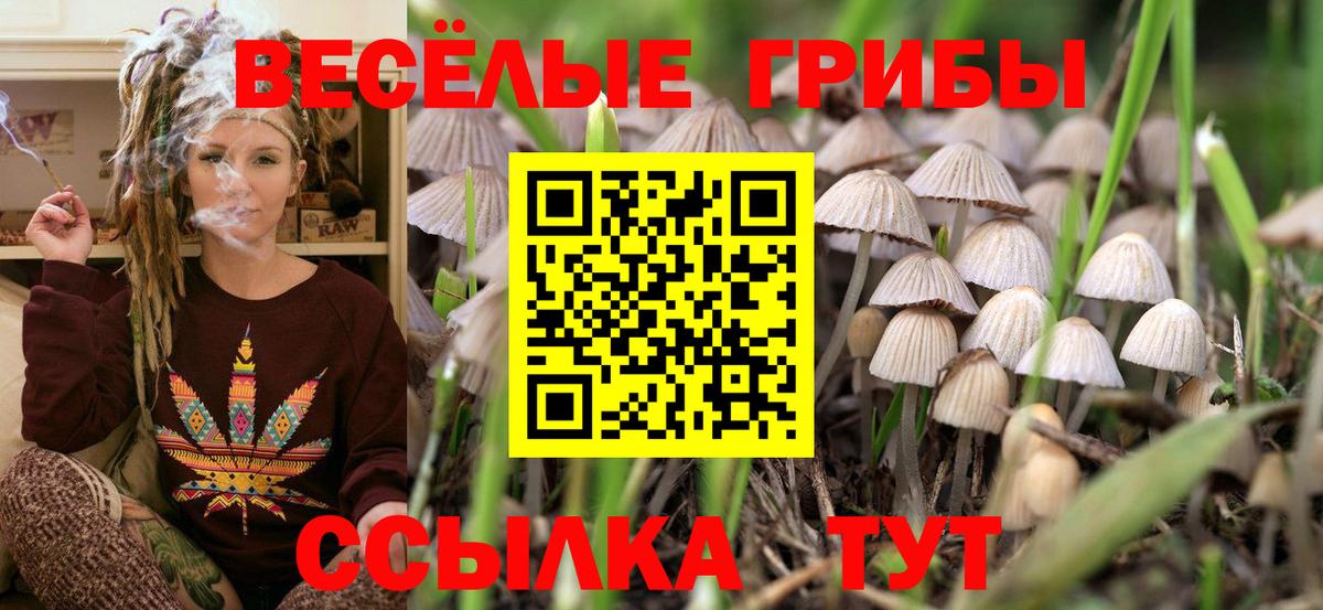 Псилоцибиновые грибы Cubensis Электрогорск